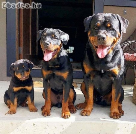 Adorable Registered German Rottweiler puppies.