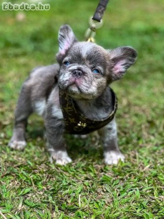 Adorable Registered French bulldogs for good homes