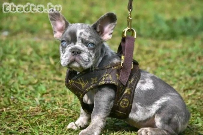 Adorable Registered French bulldogs for good homes