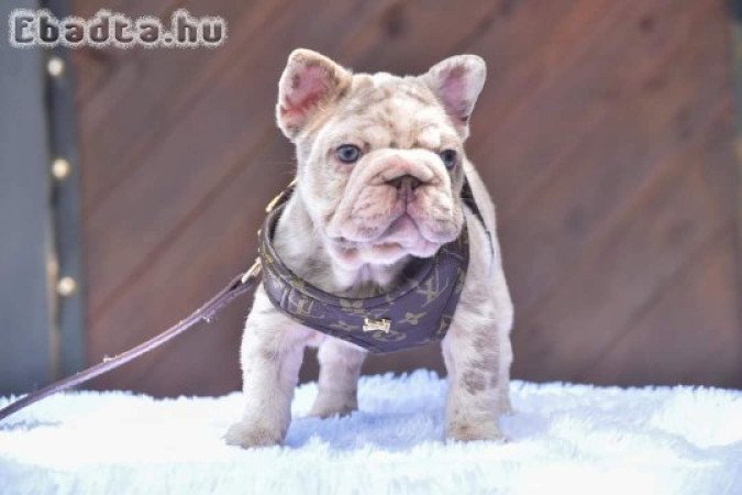 Adorable Registered French bulldogs for good homes