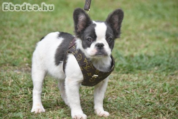 Adorable Registered French bulldogs for good homes