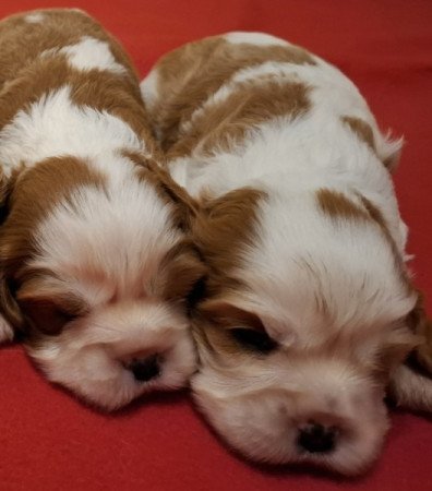 Cavalier King Charles spániel