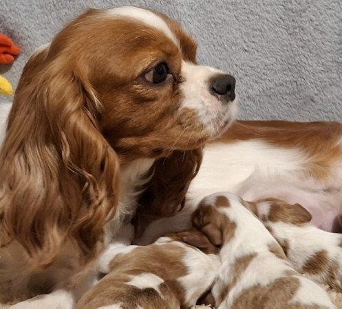 Cavalier King Charles spániel