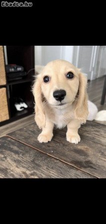 Dachshund puppies for adoption