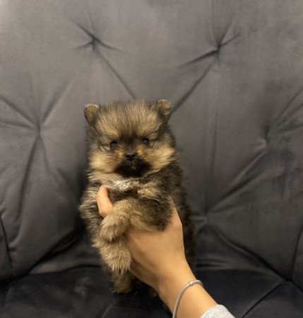 extra mini pomerániai törpespicc