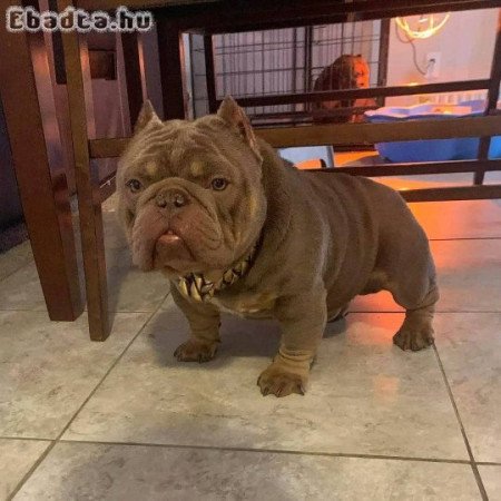 American bully for sale And Adoption to pet Home