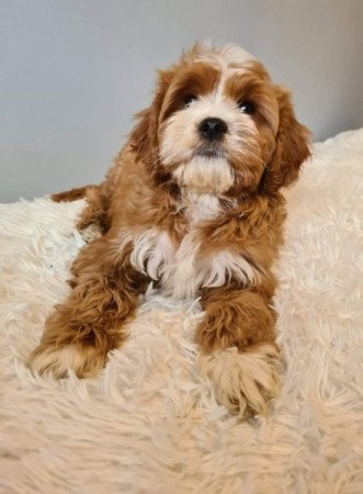 Cavapoo