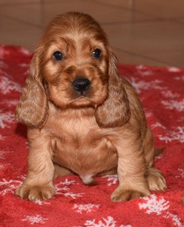 Angol Cocker Spániel