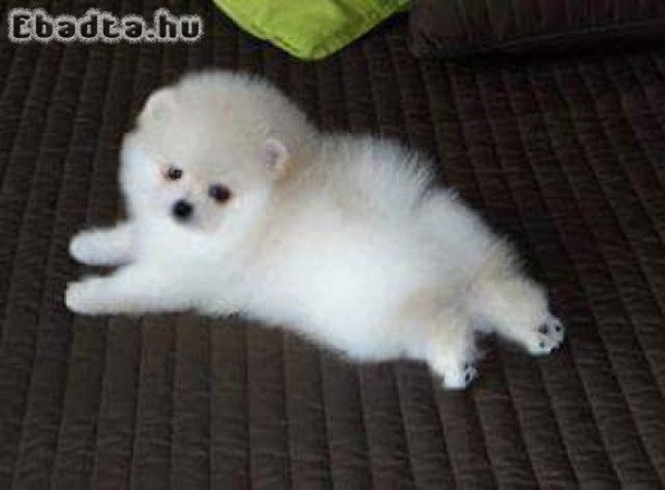 Beautiful purebred Pomeranian dwarf spitz puppies