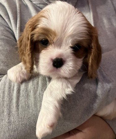 Cavalier King Charles