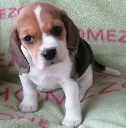 Beagle