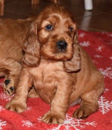 Angol Cocker Spániel