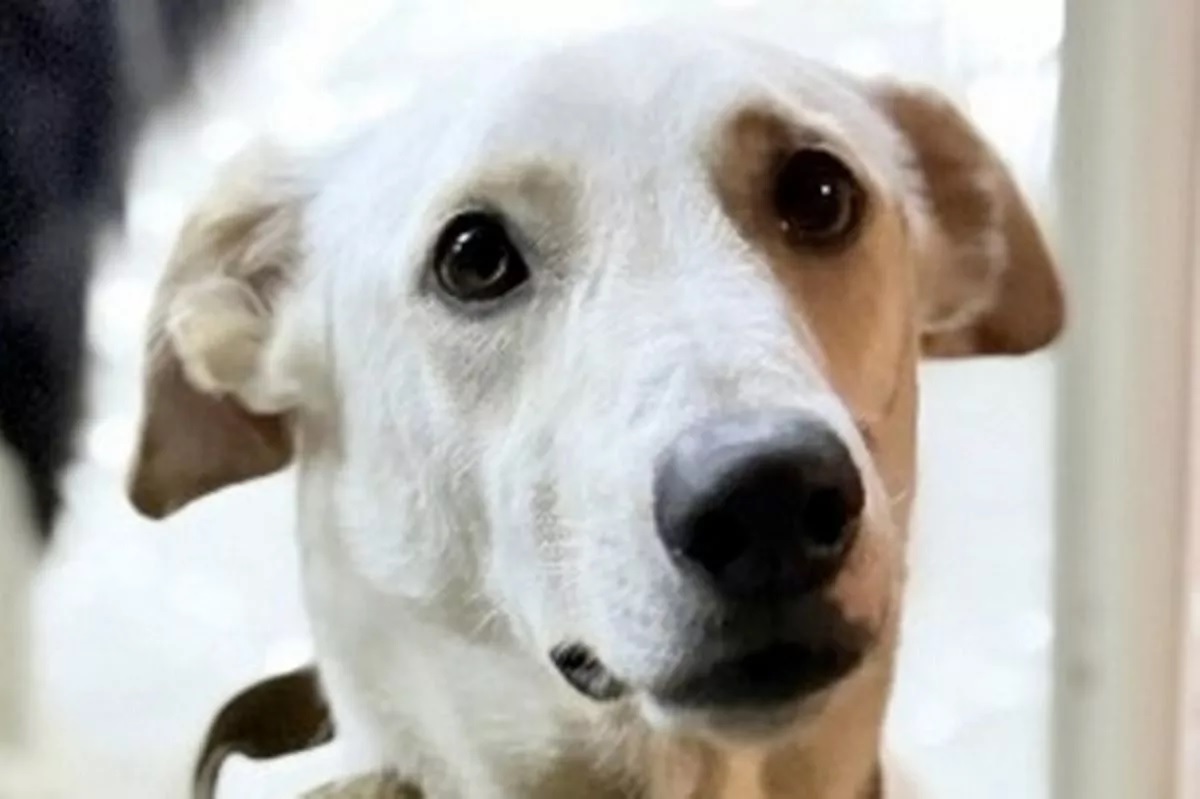 A kutya, aki túl sok ölelést kér