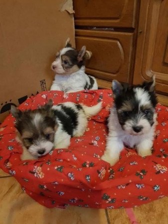 Biever yorki yorkshire