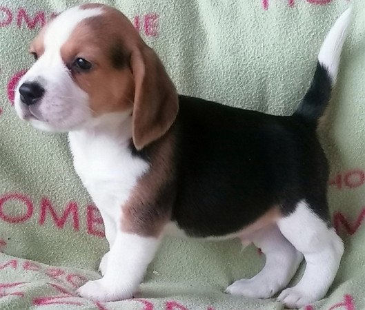 Beagle