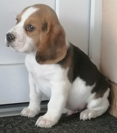 Beagle