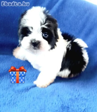 Törzskönyvezett szülőktől minőségi kiskutyák