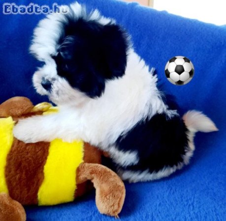 Törzskönyvezett szülőktől minőségi kiskutyák