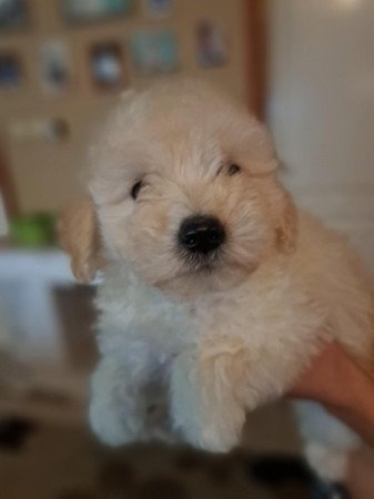 Máltai+uszkár=Maltipoo havanese bichon