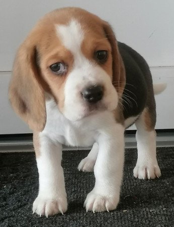 Beagle