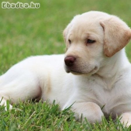Labrador kölykök kutyusok