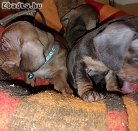 8.hetes Tacskó szépségek