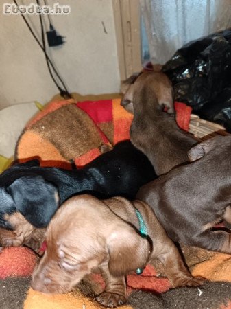 8.hetes Tacskó szépségek