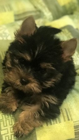 yorkshire terrier