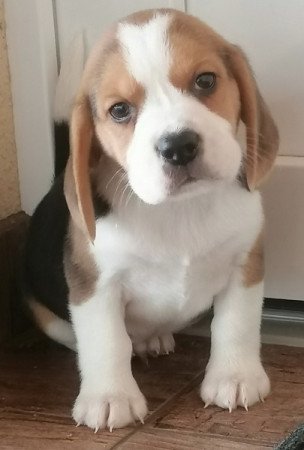 Beagle