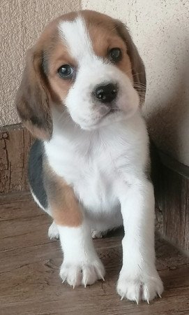 Beagle