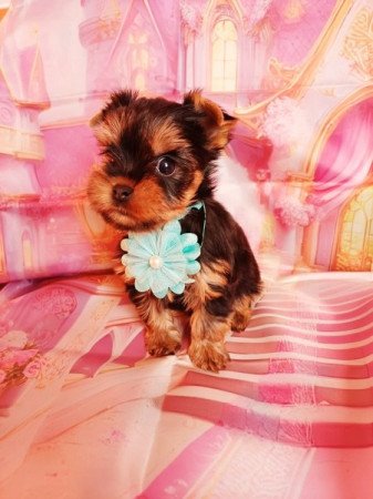 Yorkshire terrier