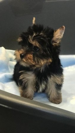 yorkshire terrier