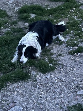 Border collie