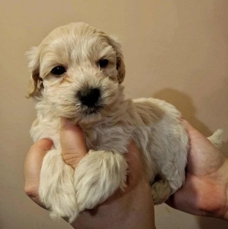 Maltipoo