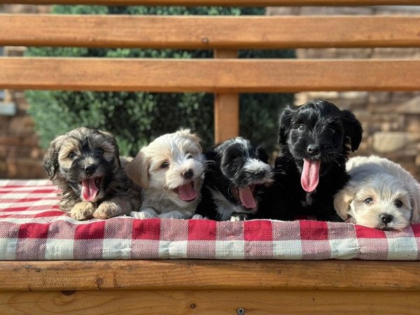 Bichon havanese