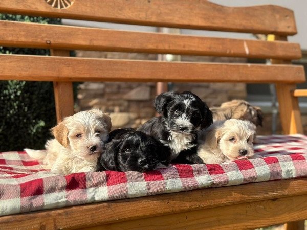 Bichon havanese