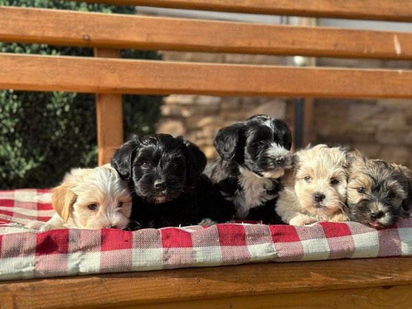 Bichon havanese