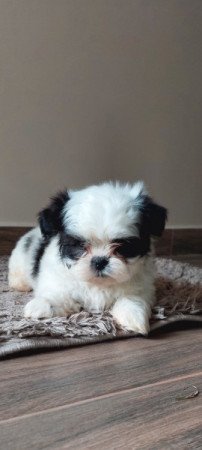 Shih -tzu