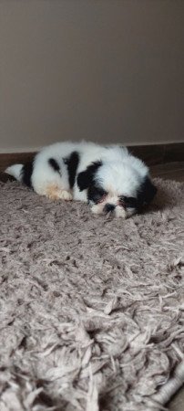Shih -tzu