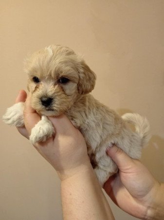 Maltipoo