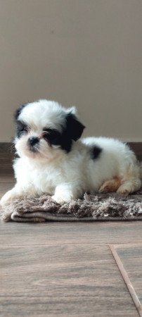 Shih -tzu