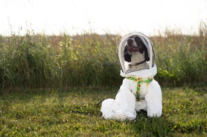 A kutya, akinek küldetése megmenteni a méheket egy halálos betegségtől