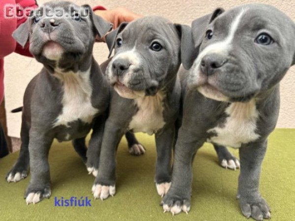 Amerikai staffordshire terrier