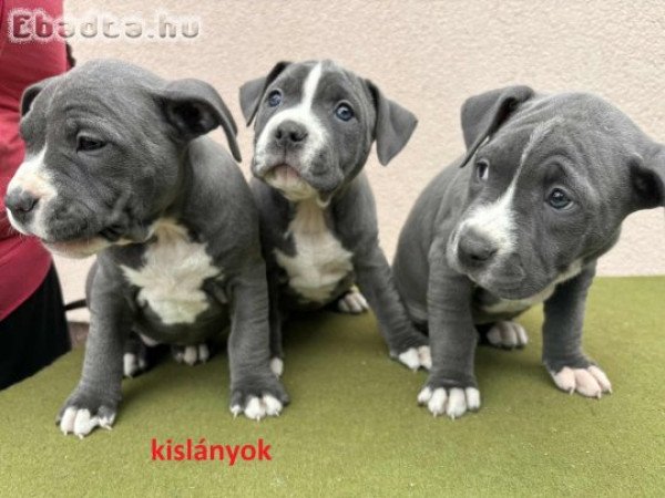 Amerikai staffordshire terrier