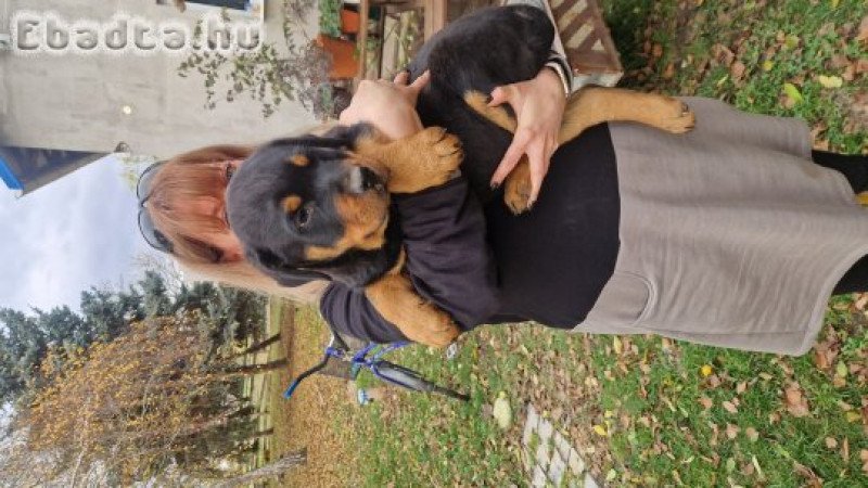Rottweiler kan kutyus keresi gazdiját