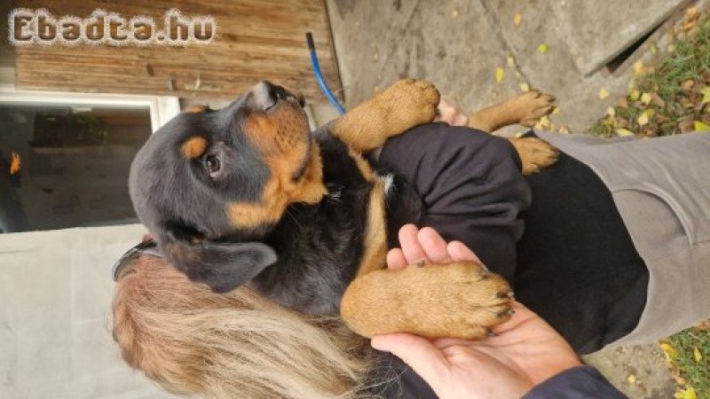 Rottweiler kan kutyus keresi gazdiját