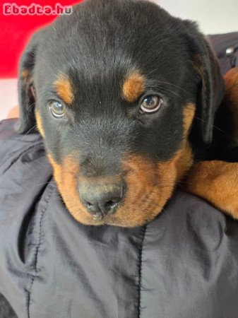 Rottweiler