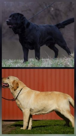 Labrador