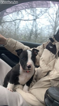 Staffordshire terrier jellegű