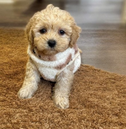 Maltipoo uszkar es maltai